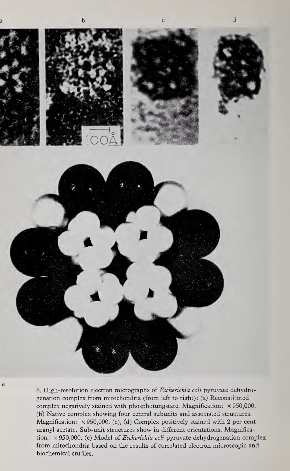 Electron micrographs and model of Escherichia coli pyruvate dehydrogenation complex