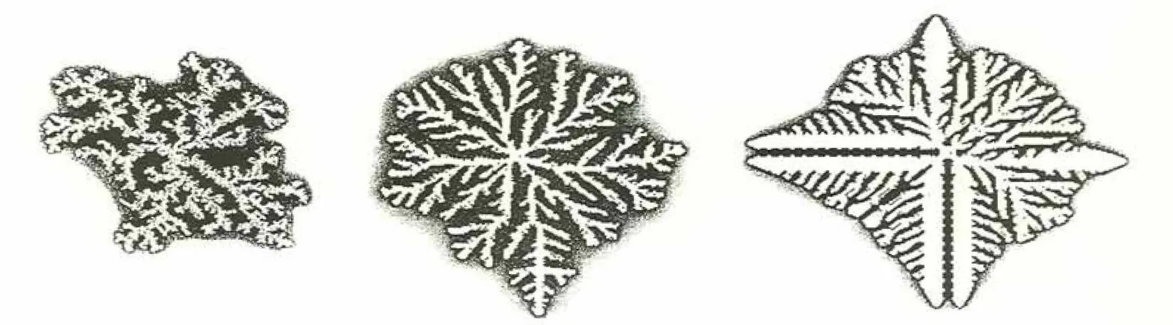 Three interface growth forms from Packard's deterministic lattice models for interface dynamics