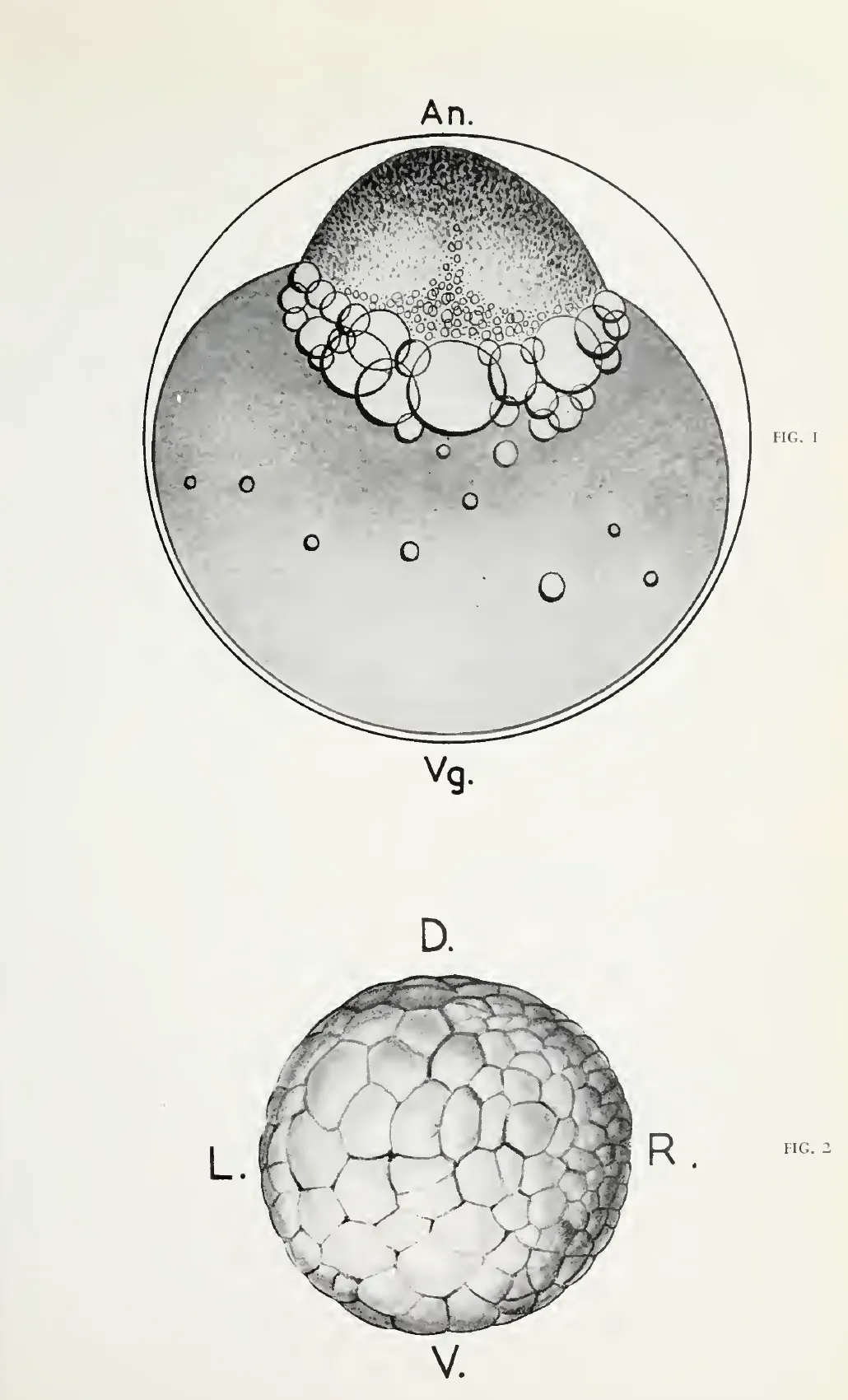 Primary-source scan of figures 1 and 2 from Albert Dalcq's chapter in Aspects of Form.
